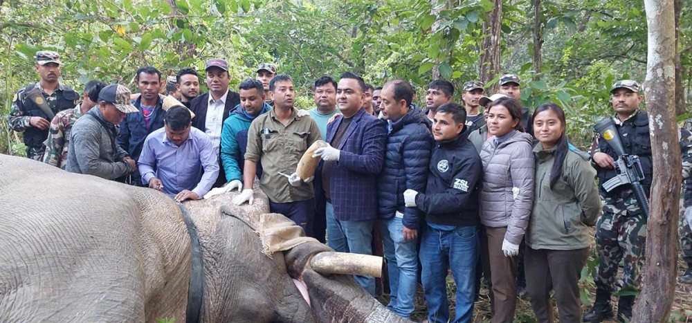 २० जना बढीको ज्यान लिएको ध्रुवे हात्तीलाई रेडियो कलर जडान