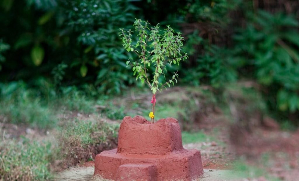 आज हरिशयनी एकादशी, तुलसी रोपण गरिँदै