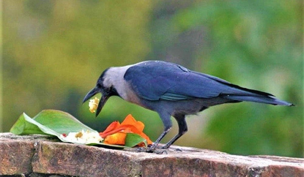 यमपञ्चकको पहिलो दिन आज काग तिहार