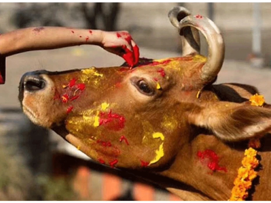 आज गोरु, गोबर्धन र हलि पूजा गरिँदै