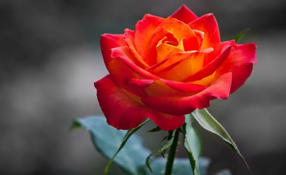 भ्यालेन्टाइन सप्ताह शुरु, आज रोज डे