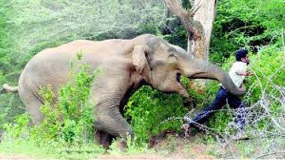 हात्तीको आक्रमणमा परी अर्जुनधारामा एक जना घाइते